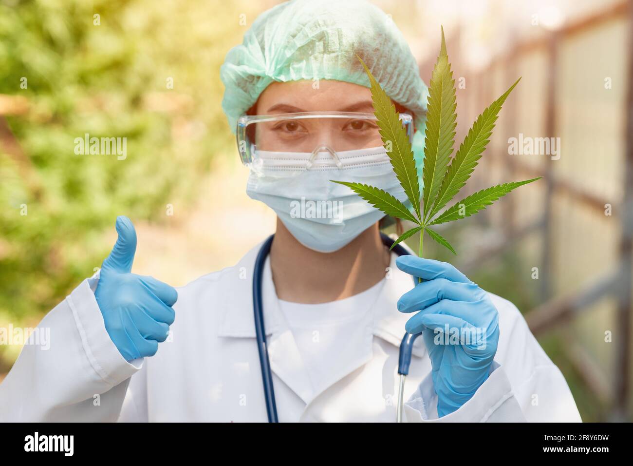 Wissenschaftler Doktor Daumen mit bestätigen legal, Sativa Cannabis Indica Pflanze Blatt THC Kräuter in medizinischen Konzept zu verwenden. Stockfoto