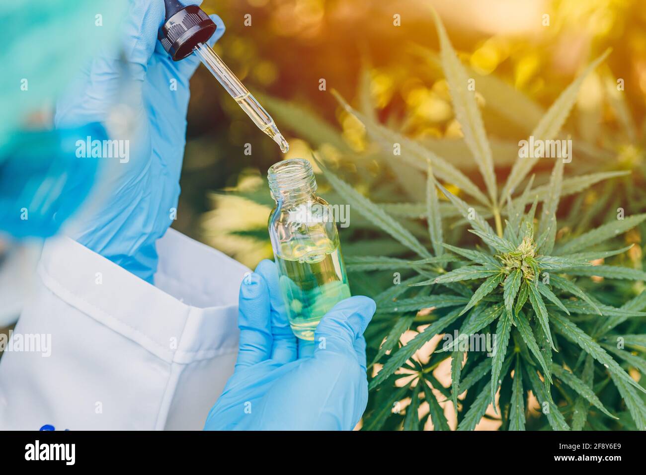 Hanföl-Extrakt aus Sativa Cannabis Knospen oder Marihuana für die medizinische Behandlung. Stockfoto