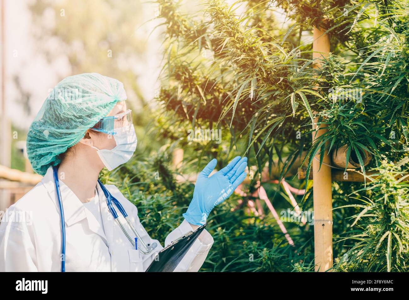 Pflanzenwissenschaftlerin, die in der Sativa Cannabis-Landwirtschaftsfarm für die Forschung arbeitet Hanf für die Behandlung von Krankenhausschlaf und Krebsmedikamenten Stockfoto