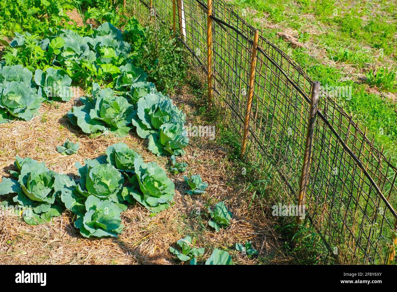 Home wachsen Gemüse Pflanzen Garten auf dem Hinterhof für die Sicherheit nicht Insektizid Bio-Lebensmittel. Stockfoto