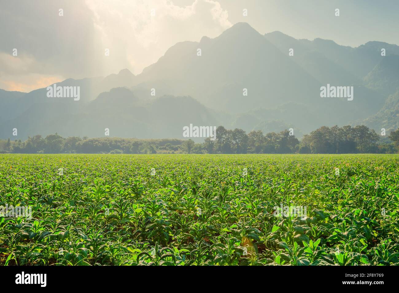 Tabak Landwirtschaft Feld Werk mit Landschaft schöner Berg Hügel im Hintergrund. Stockfoto