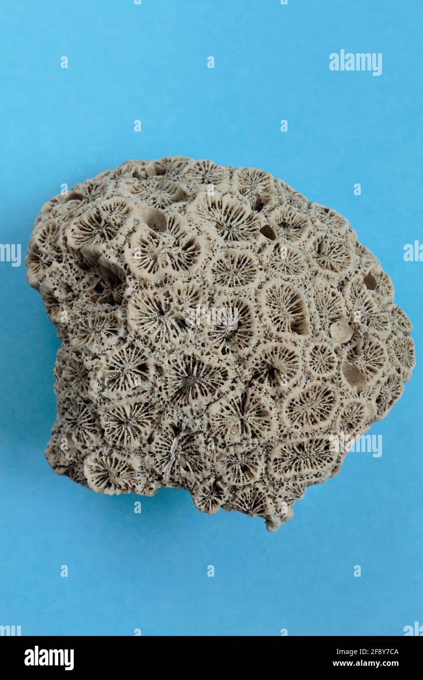 Skleractinian Coral Colonial Fossil, ca. 75mm x 75mm, auch bekannt als steinerne Koralle oder harte Koralle. Stockfoto