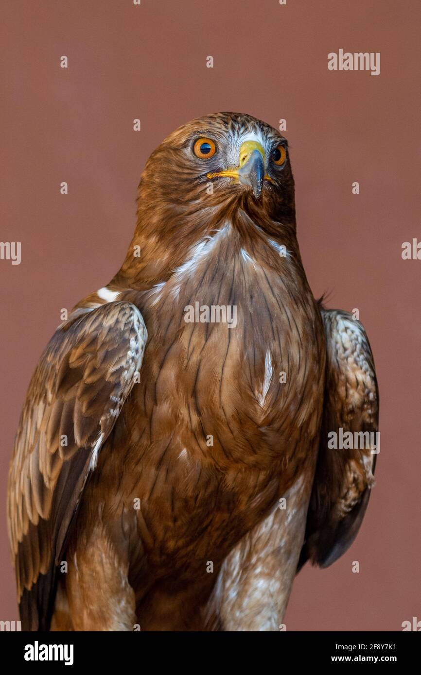 Ein Zwergadler (Hieraaetus pennatus, auch als Aquila pennata klassifiziert, Portrait sehr nah von orangefarbenen Augen, Federn und Schnabel. Stockfoto
