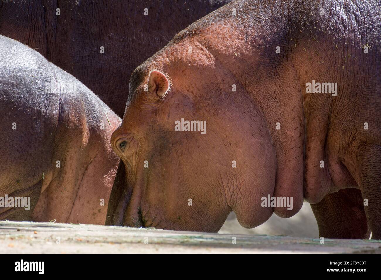 Ein häufiger Nilpferd (Hippopotamus amphibius) Nahaufnahme des Kopfes neben dem Baby Stockfoto