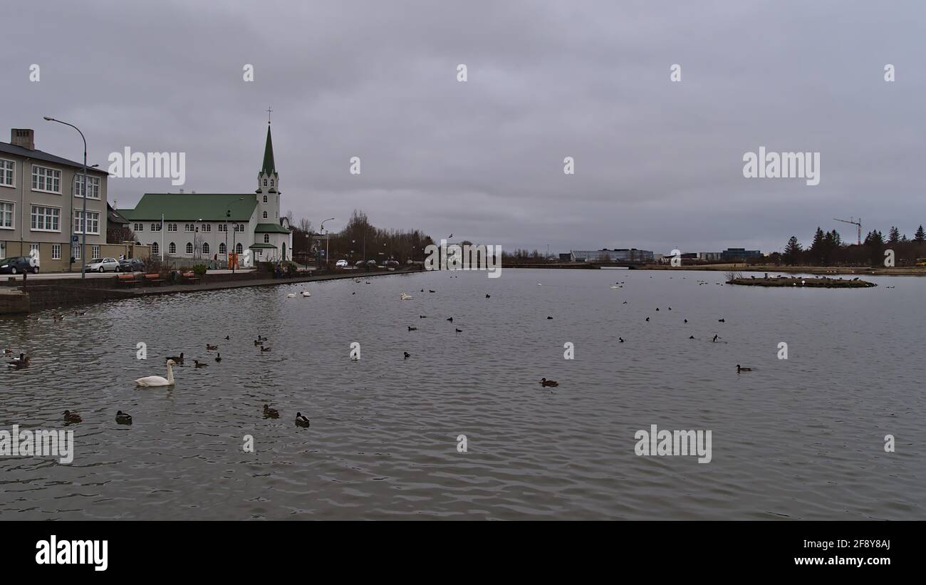 Blick auf den Tjörnin See im Zentrum von Reykjavik mit schwimmenden Enten und Schwanen und Kirche Fríkirkja an bewölktem Tag in der Wintersaison. Stockfoto