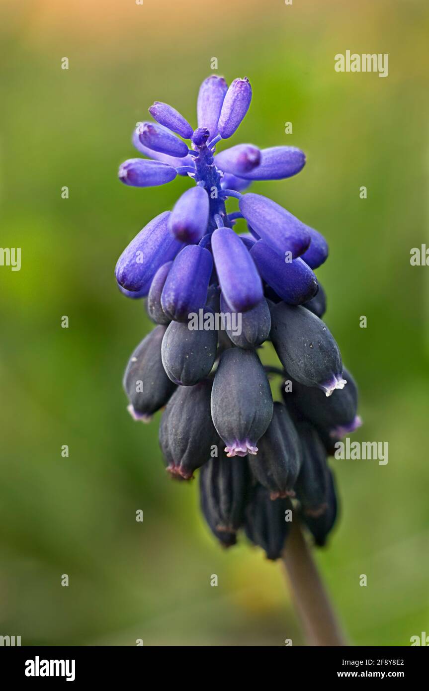 Makrofotografie der Heilpflanze Muscari negretun. Im Garten von Valencia Spanien. Stockfoto