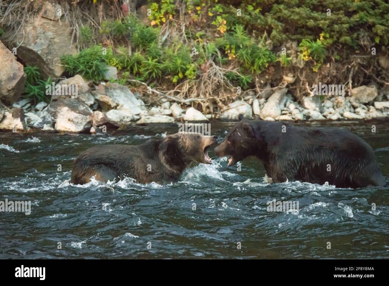 2 Grizzlybären, die mit offenem Mund in der Mitte des Yellowstone River im Yellowstone National Park, USA, gegenüberstehen Stockfoto