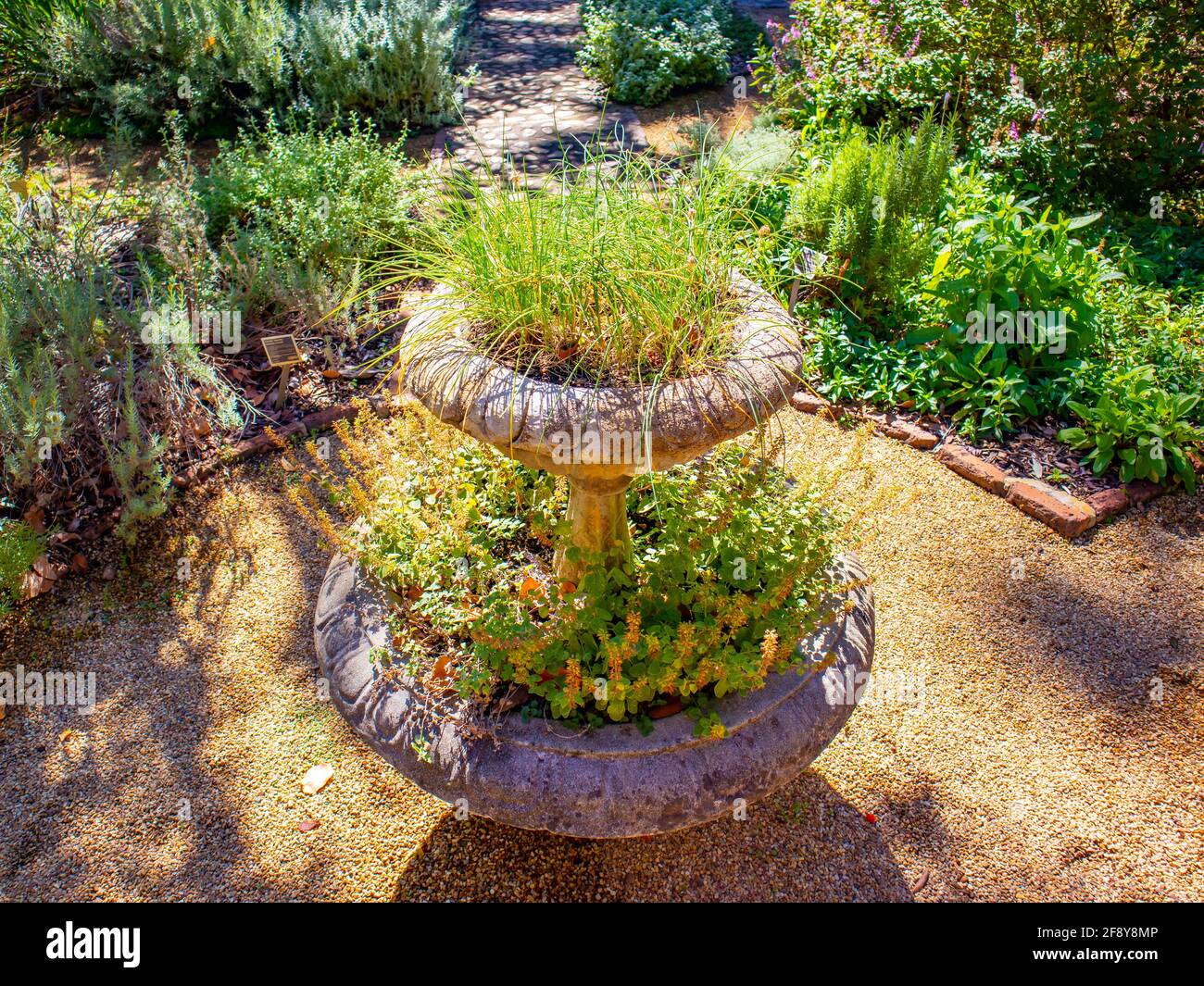 Stellenbosch University Botanical Garden, Kapstadt, Südafrika 08-04-2021 große Topfpflanzen besetzen viel Grün. Stockfoto