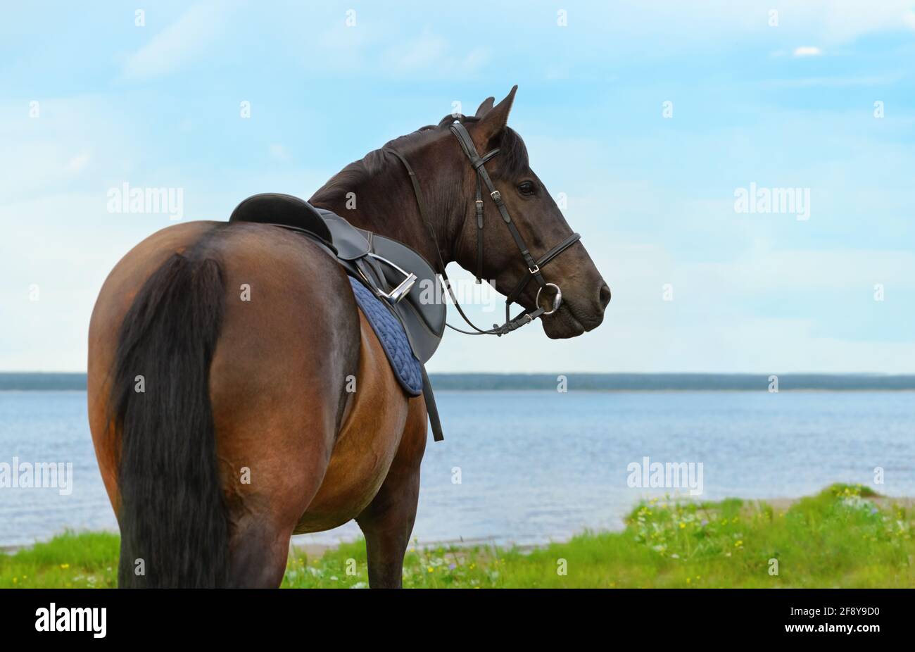 Pferd steht gegen die Landschaft, Rückansicht, Nahaufnahme Porträt. Stockfoto