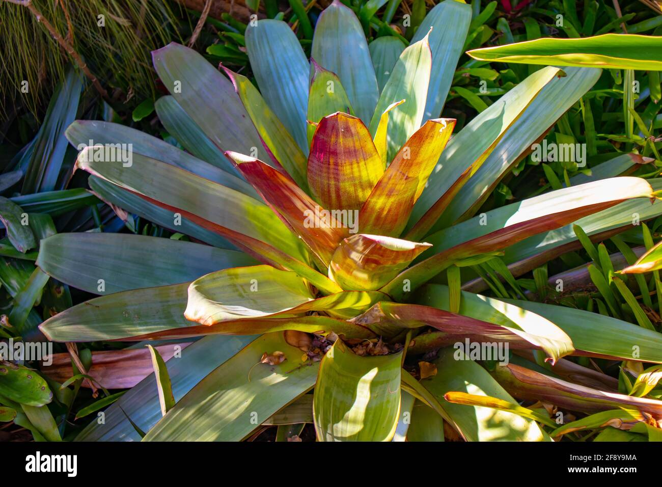 Stellenbosch University Botanical Garden, Kapstadt, Südafrika 08-04-2021 Lila und grüne große Laubpflanze. Stockfoto