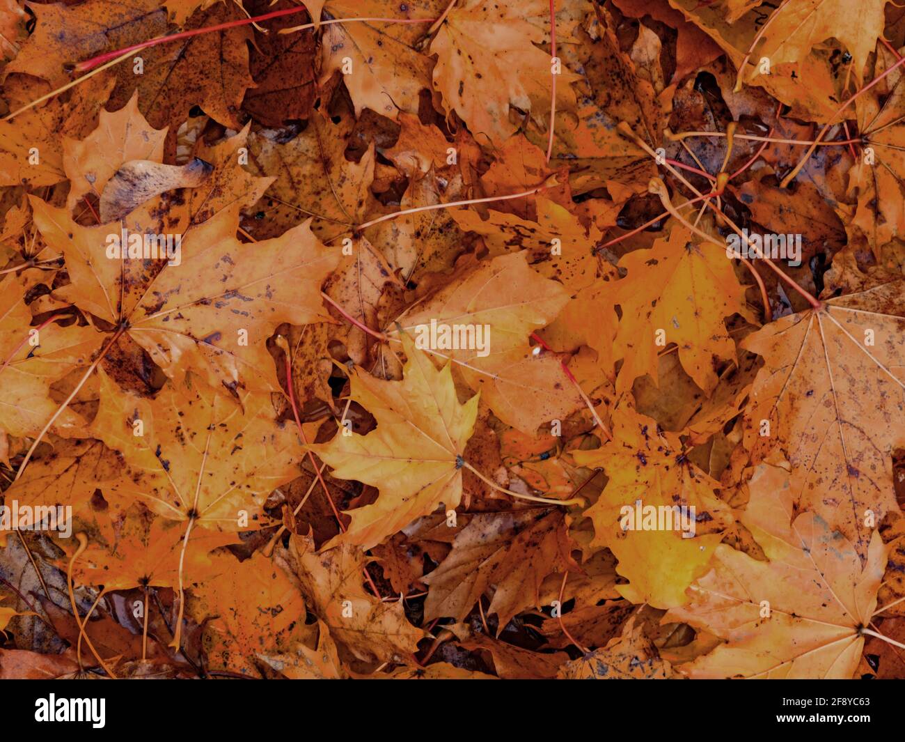 Bunte saisonale Herbst Hintergrund Muster, Teppich aus gefallenen Ahornblättern. Stockfoto