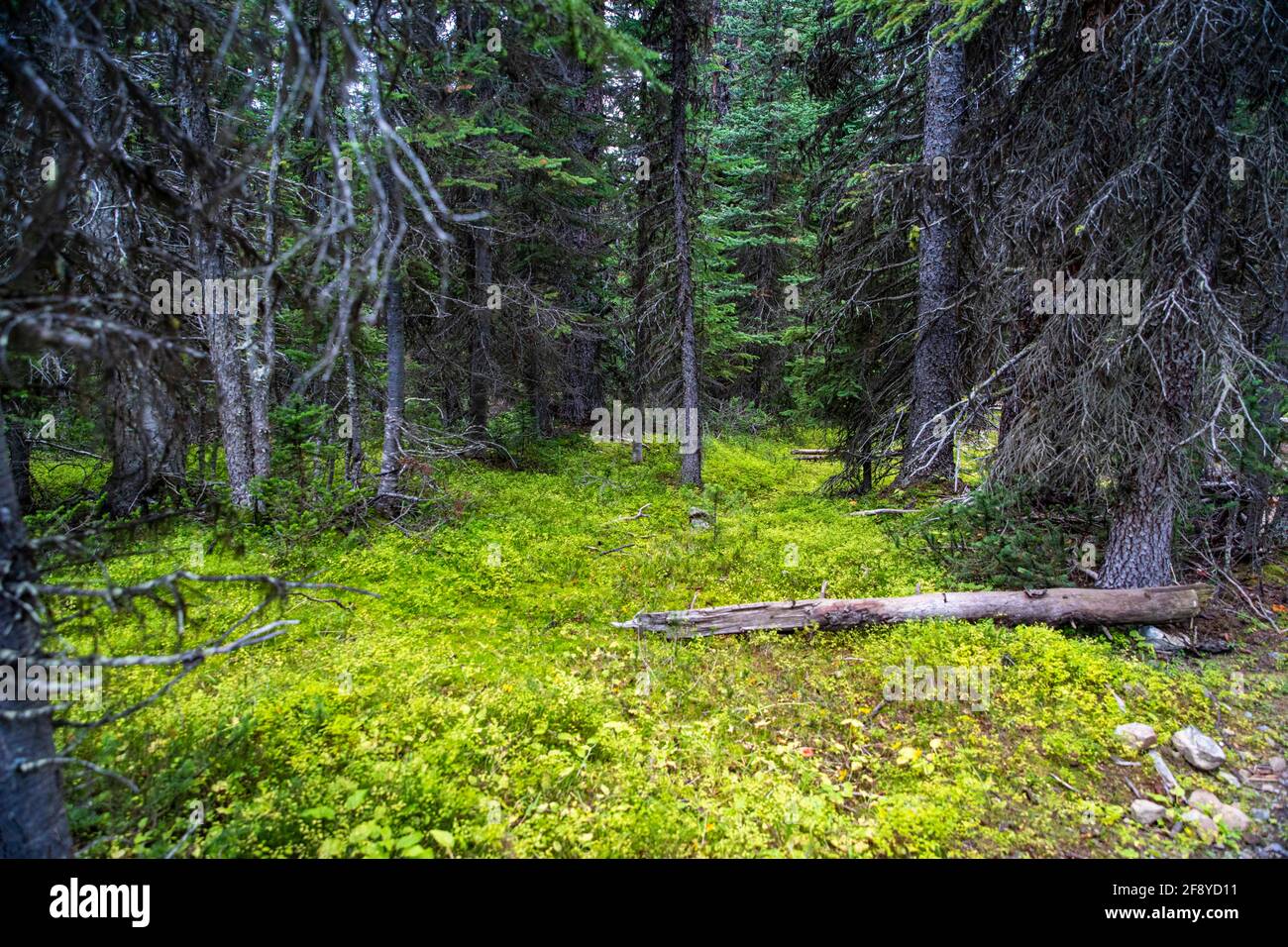 Alter sterbender Baum im Wald mit hellgrünem Boden Stockfoto