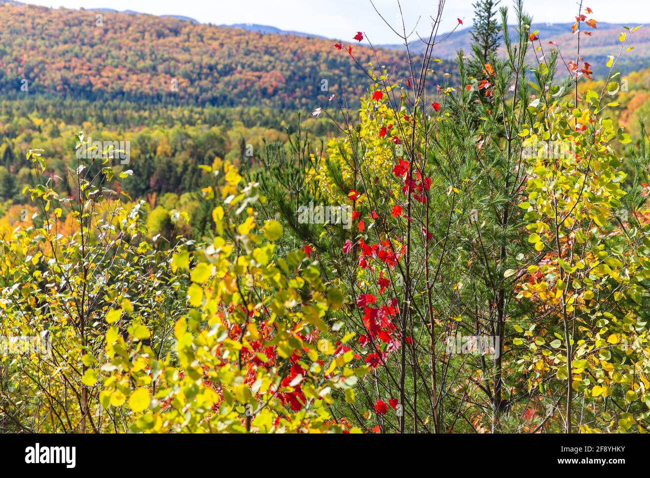 Blick auf einen Wald mit Bäumen in Herbstfarben Stockfoto