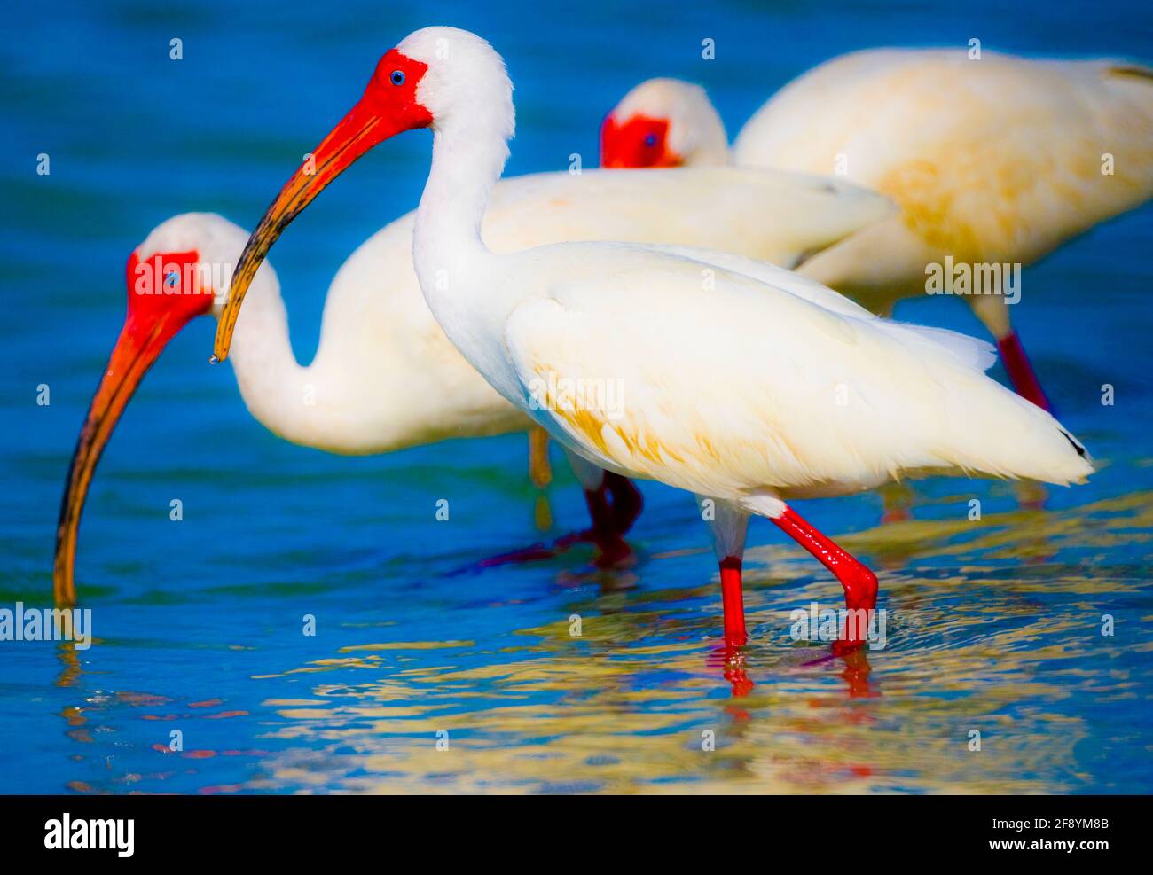 American White Ibis (Eudocimus albus) Vögel im Wasser, Bonita Springs, Florida, USA Stockfoto