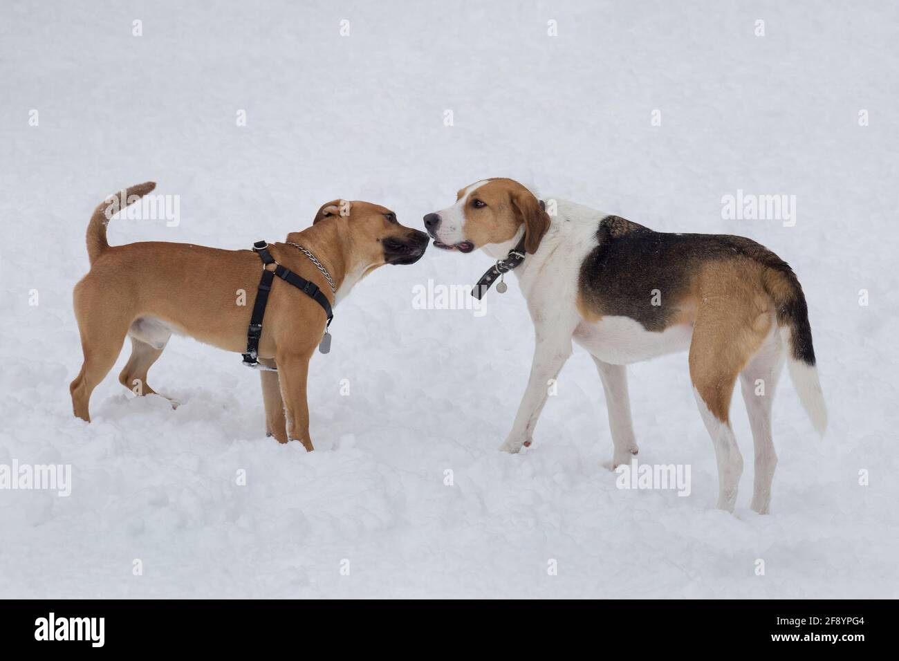 Der russische Hund und der amerikanische Pitbull-Terrier-Welpe stehen auf einem weißen Schnee im Winterpark. Haustiere. Reinrassige Hündin. Stockfoto