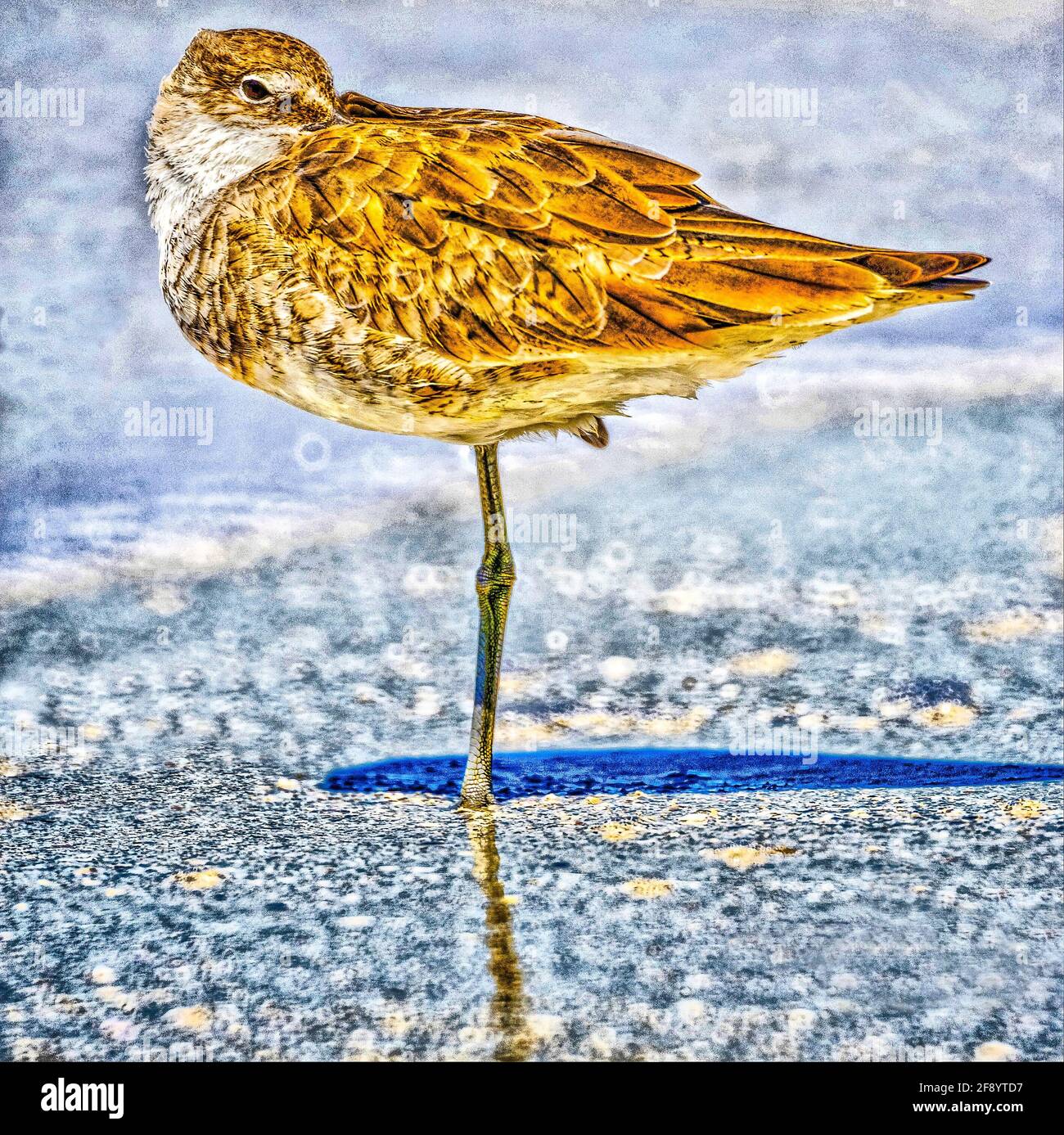 Nahaufnahme eines einzelnen Sandpiper-Vogels, Florida, USA Stockfoto