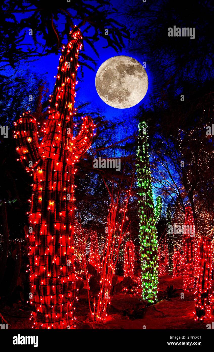 Kakteen mit Weihnachtslichtern bei Vollmond bei Nacht, Henderson, Nevada, USA Stockfoto