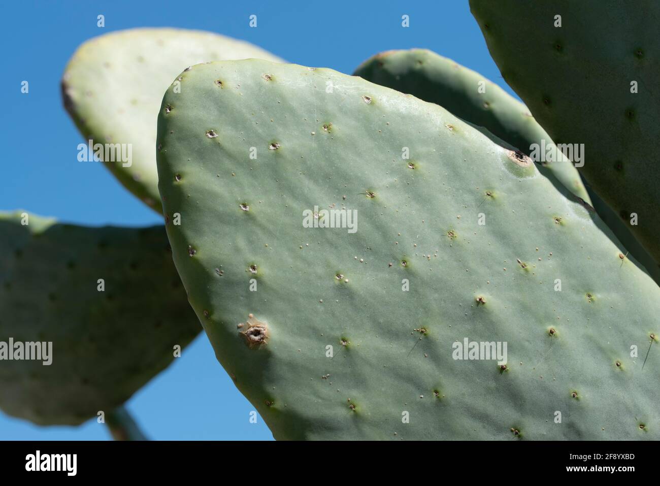 Nahaufnahme von grünen Blättern eines Kaktus aus stacheliger Birne Vor blauem Himmel auf Sizilien Stockfoto