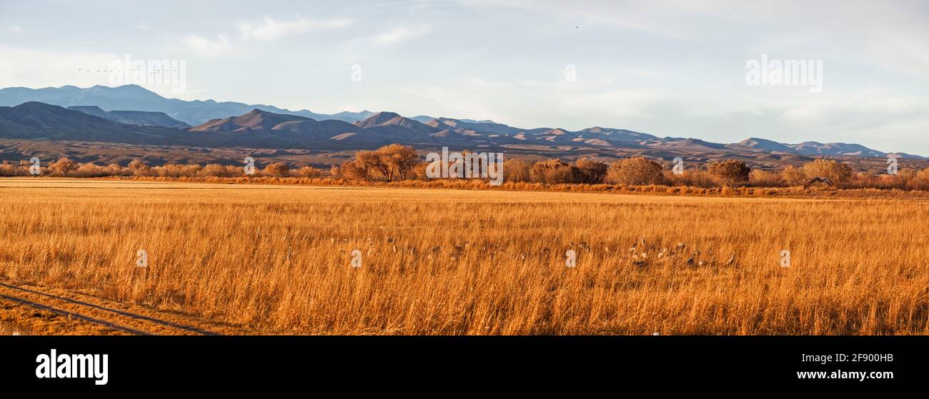 Landschaftlich reizvolle Landschaft des Bosque Del Apache National Wildlife Refuge, New Mexico, USA Stockfoto