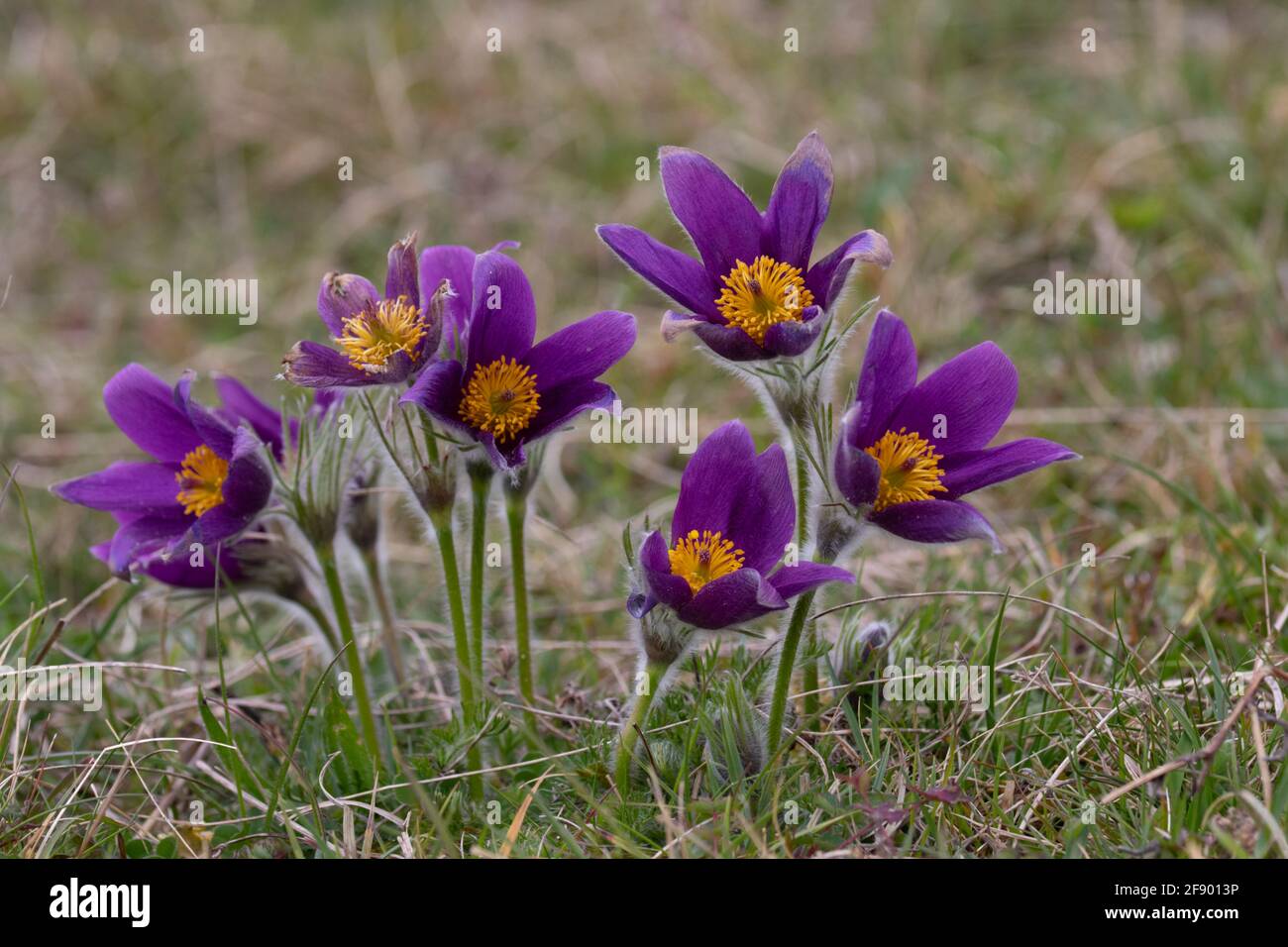 Eine kleine Gruppe von Passaflumen (Pulsatilla vulgaris), die das Frühlingswetter auf einem britischen Kalkhang genießen. Stockfoto
