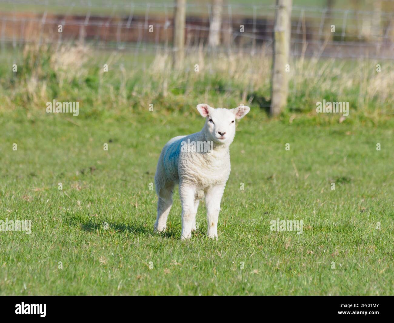 Ein einziges Lamm (Ovis aries) auf der Suche nach seiner Mutter in der Frühlingssonne. Stockfoto