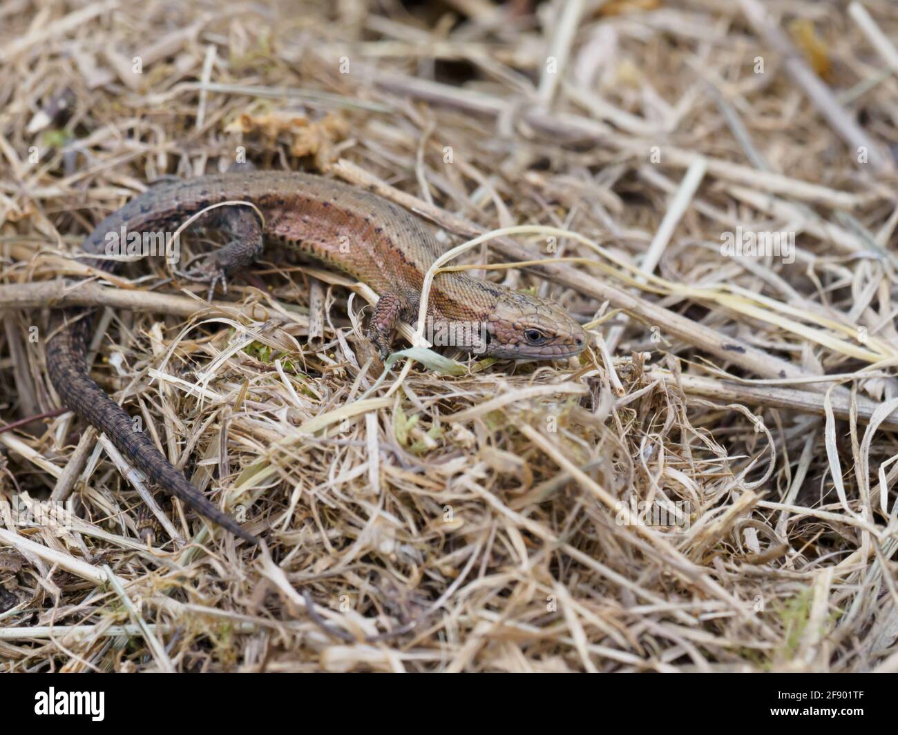 Eine Gemeine Eidechse (Zootoca vivipara), die sich im Frühlingssonne erwärmt. Stockfoto