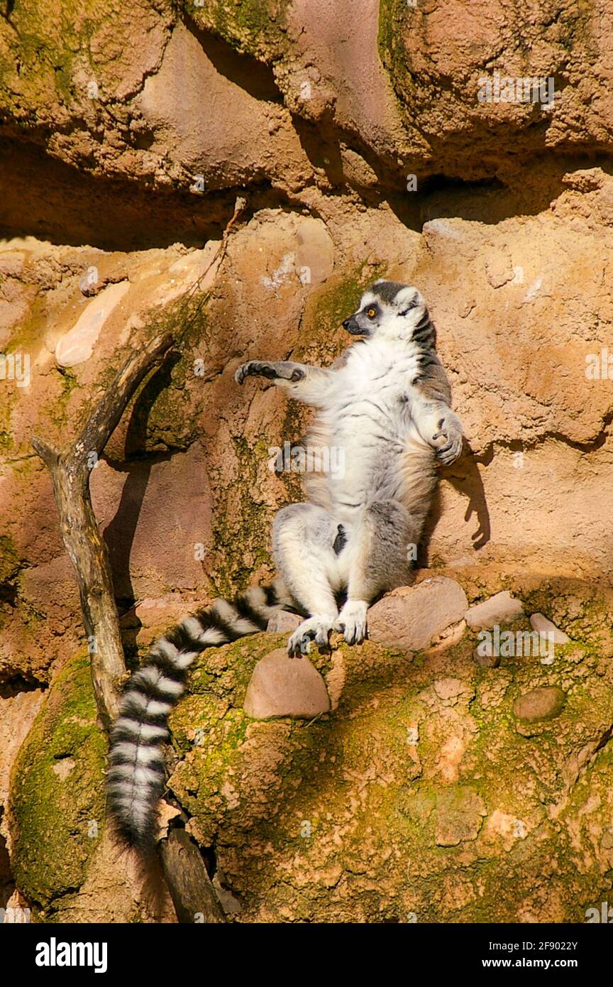 Ring Tailed Lemur, Lemur catta, im Bioparc Fuengirola, Fuengirola Zoo, Spanien. Scheint auf Felsen zu sonnenbaden Stockfoto