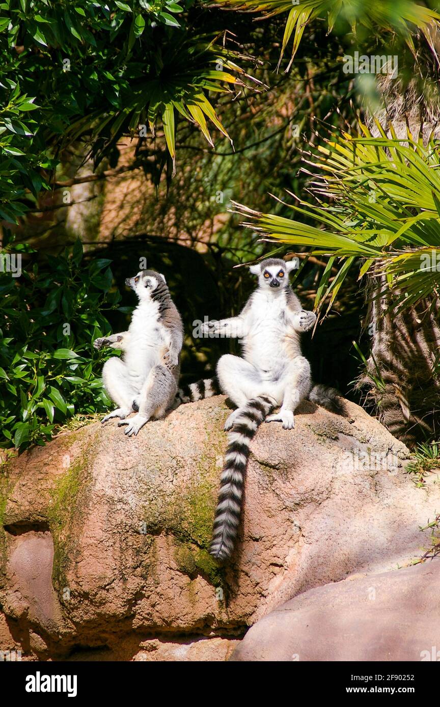 Ring Tailed Lemur, Lemur catta, im Bioparc Fuengirola, Fuengirola Zoo, Spanien. Scheint auf Felsen zu sonnenbaden. Paar Ringschwanzlemuren Stockfoto