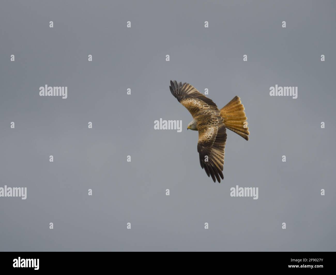 Ein einziger Roter Drachen (Milvus milvus) im Flug gegen eine graue Wolke. Stockfoto