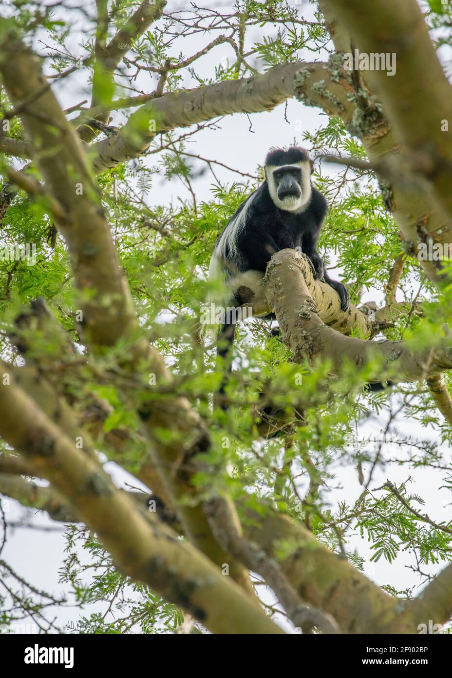 Schwarz-weißer Colobus-Affe im Baum, Uganda Afrika Stockfoto