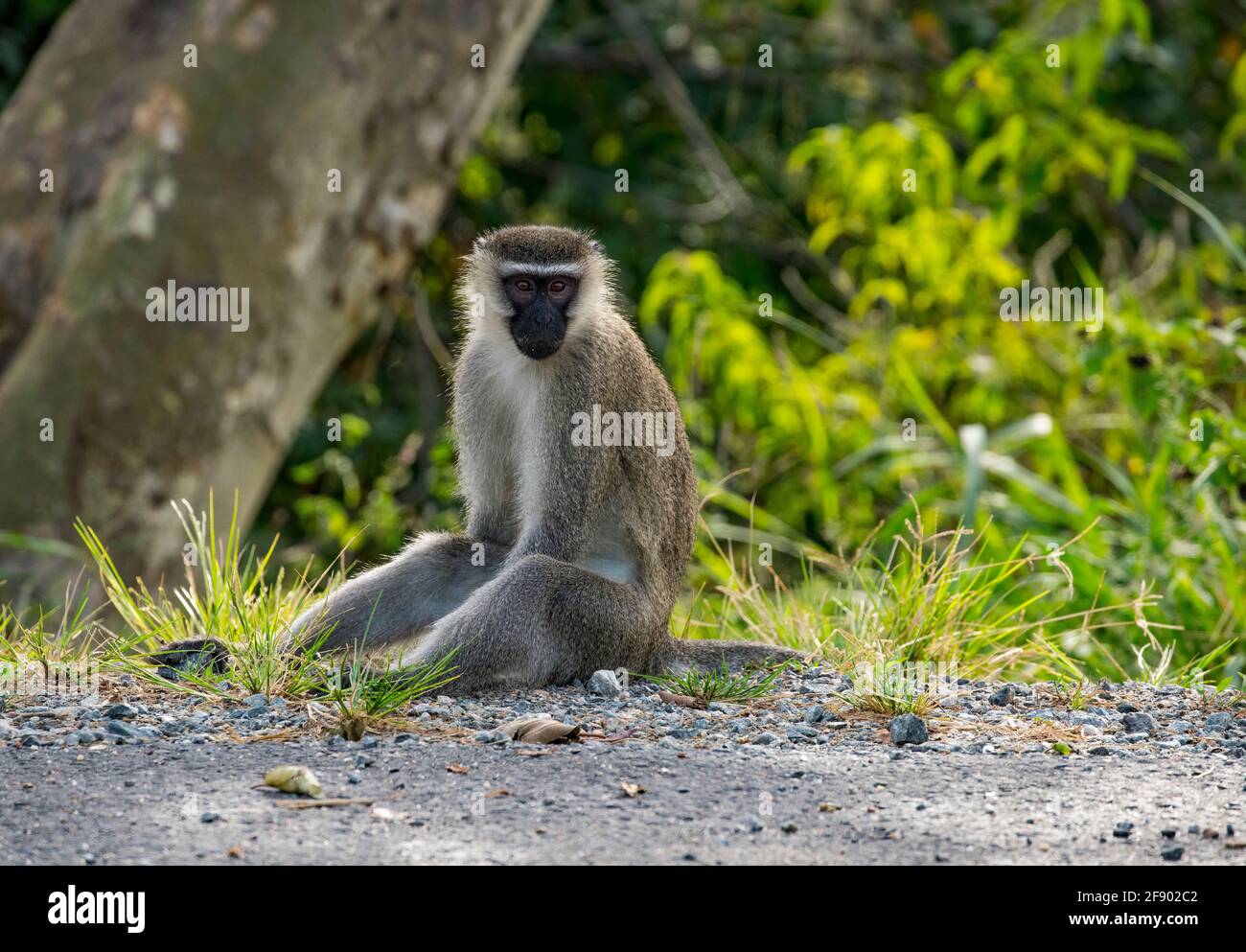 Schwarz-weißer Colobus-Affe im Baum, Uganda Afrika Stockfoto