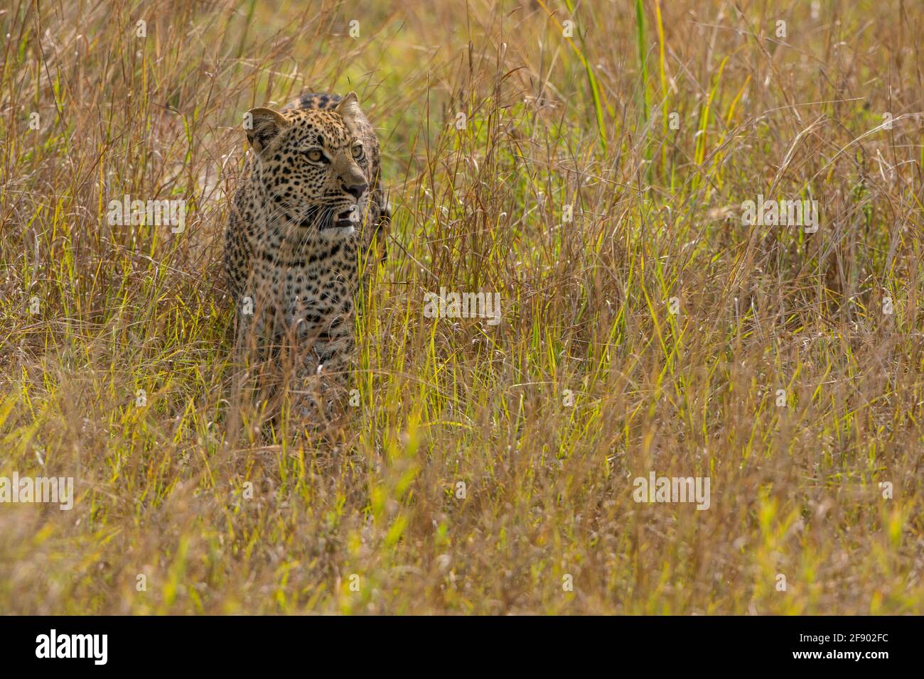 Leopard in den hohen Gräsern des Uganda Africa National Parken Stockfoto