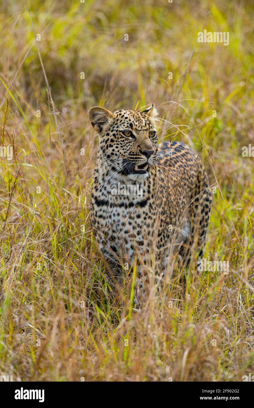 Leopard in den hohen Gräsern des Uganda Africa National Parken Stockfoto