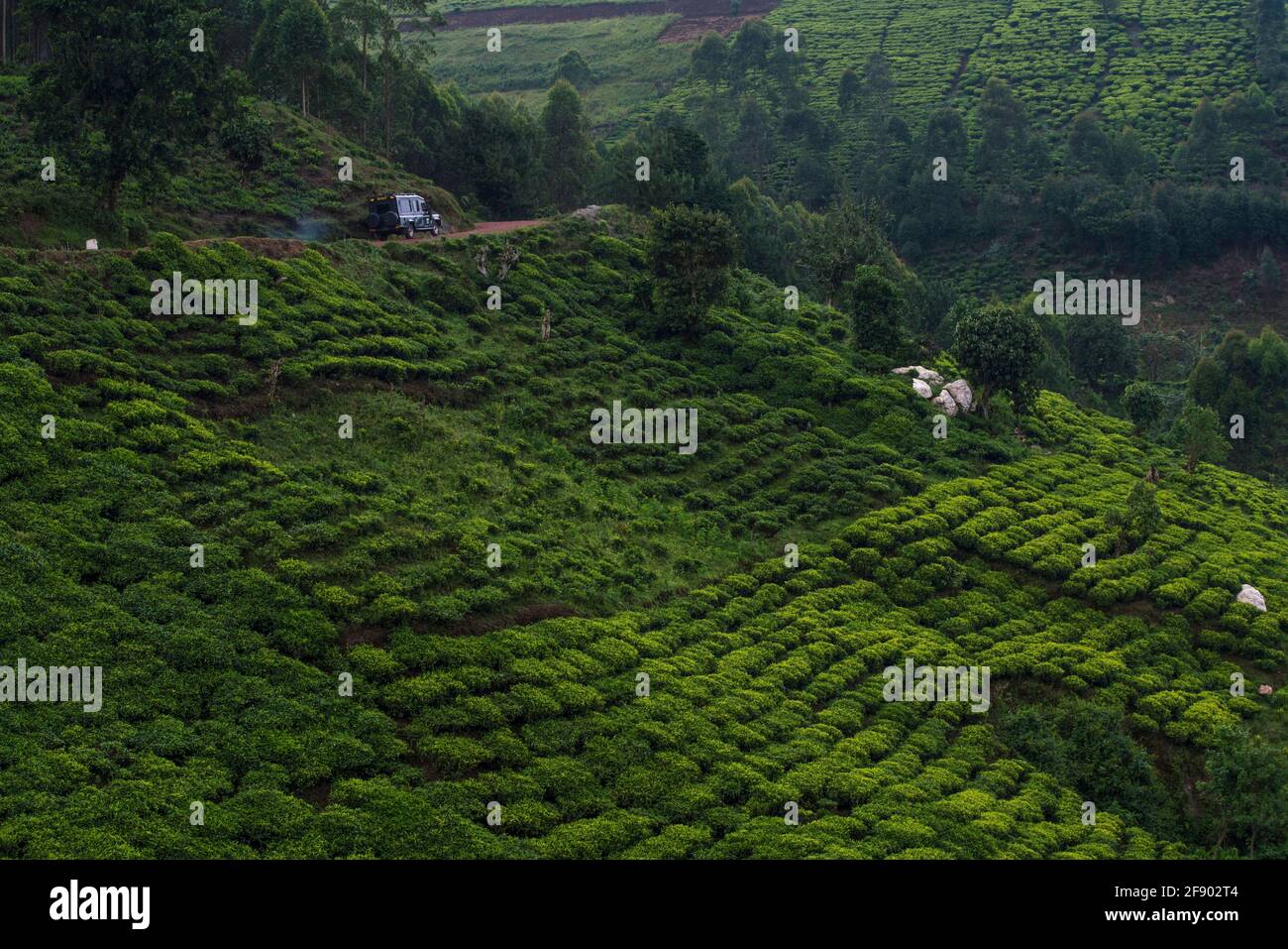 Teefelder in den hochgelegenen Bergen von Uganda, Afrika Stockfoto
