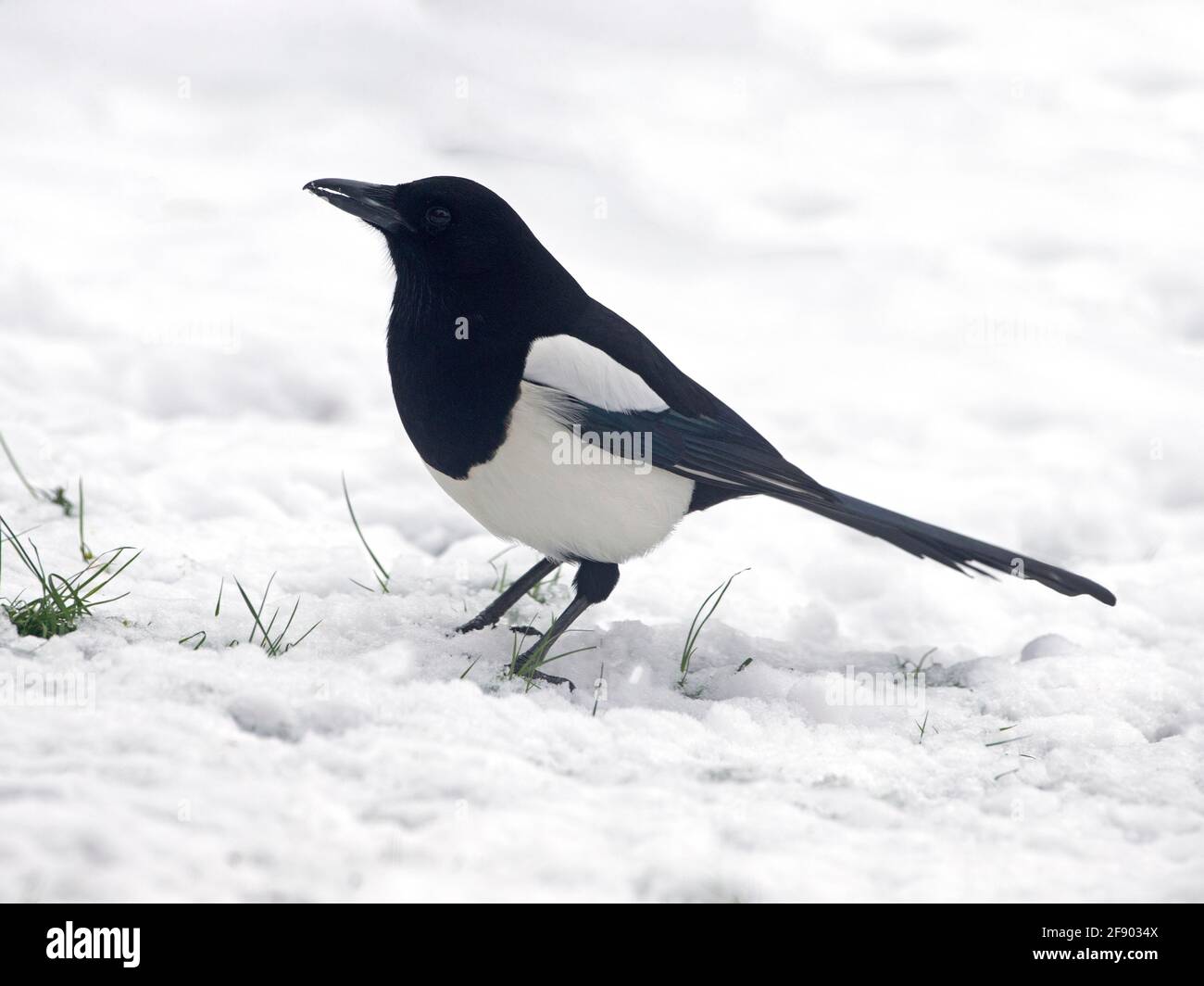 Europäische Elster im Schnee Stockfoto