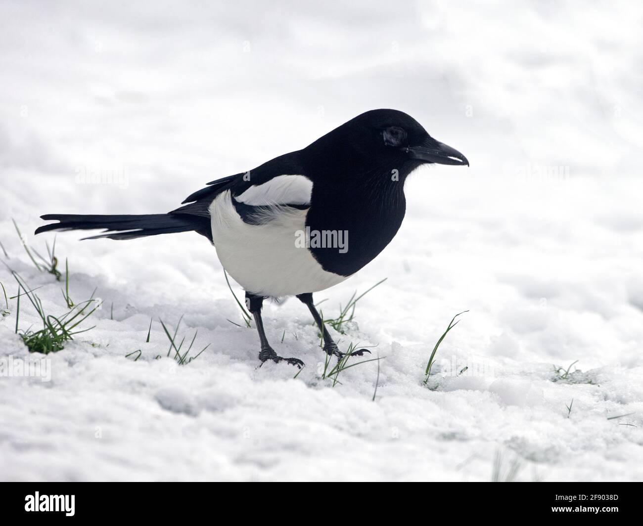 Europäische Elster im Schnee Stockfoto