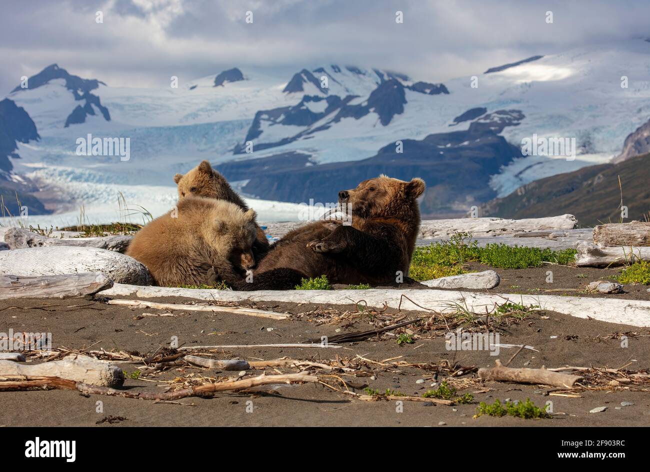 Braunbären stillen Jungen in der Wildnis Alaskas. Katmai-Nationalpark, Alaska, USA Stockfoto