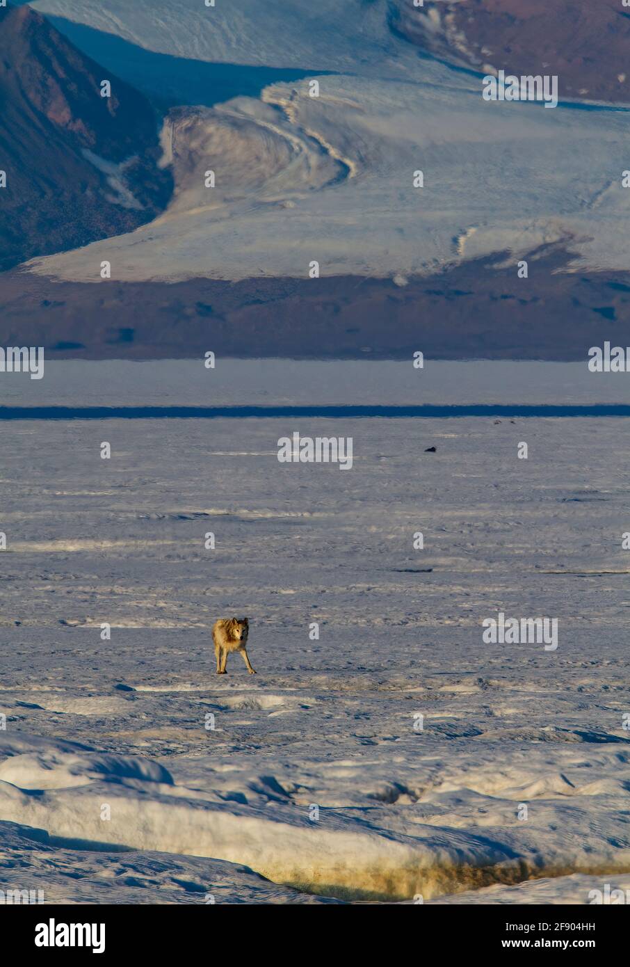 Arktischer Wolf in der kanadischen Hocharktis Stockfoto