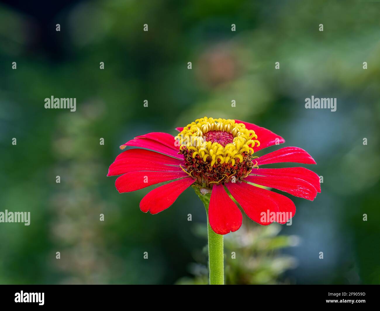 Nahaufnahme des Zinnia-Blütenkopfes Stockfoto
