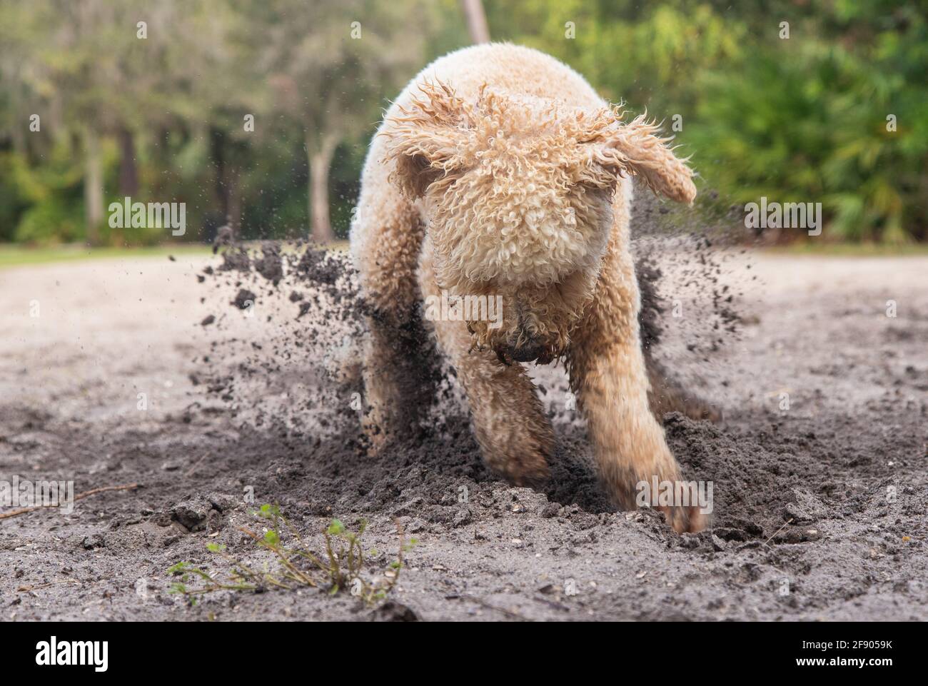 Goldendoodle Hund graben im Sand am Strand, Florida, USA Stockfoto