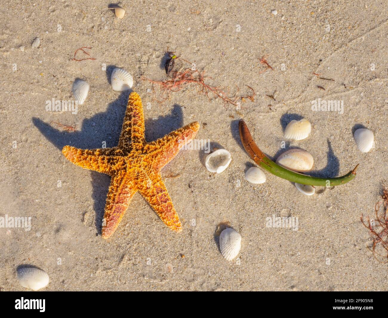 Nahaufnahme von Seesternen am Strand Stockfoto