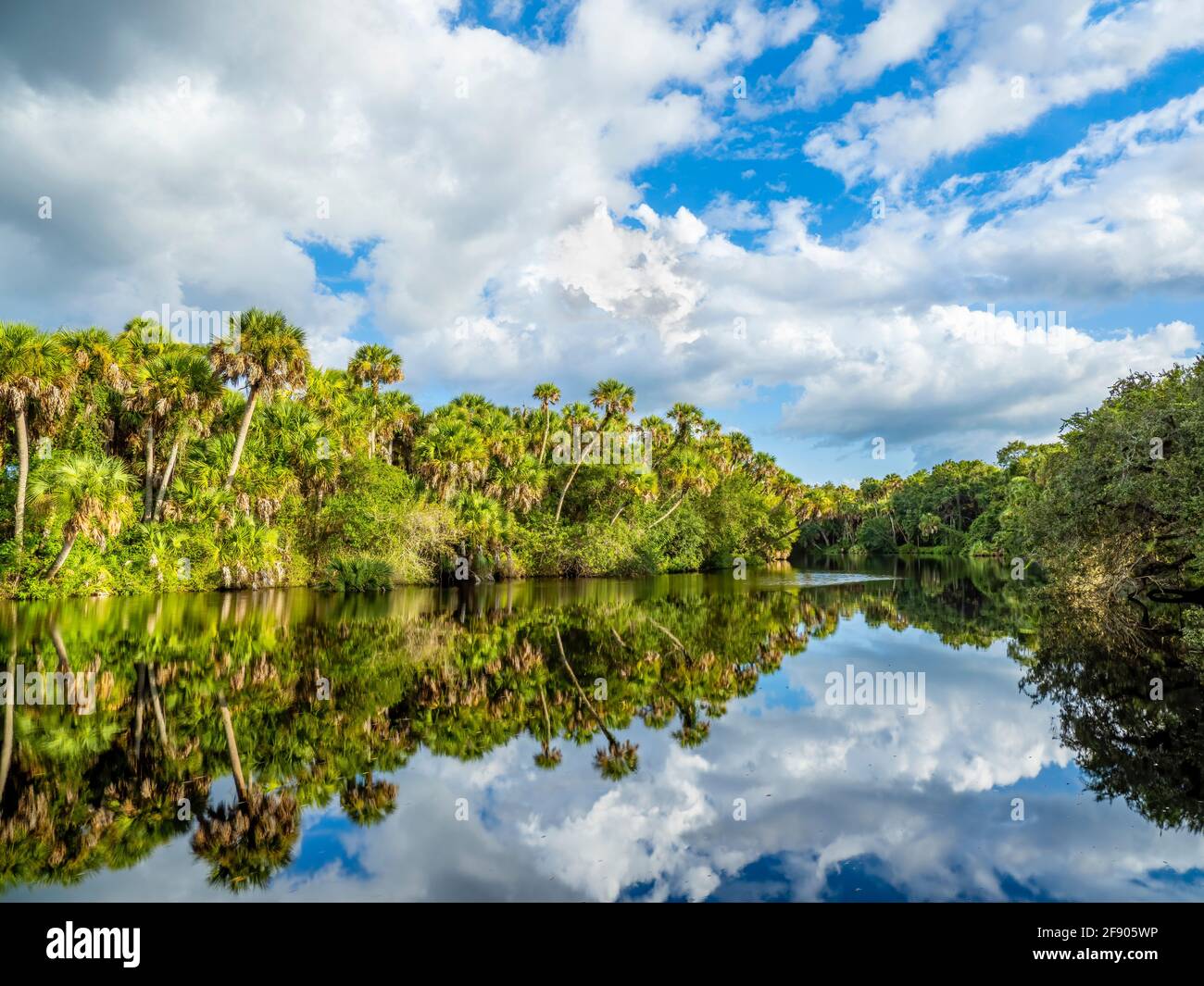 Bäume und Wolken spiegeln sich in River, Myakka River, Venice, Florida, USA Stockfoto