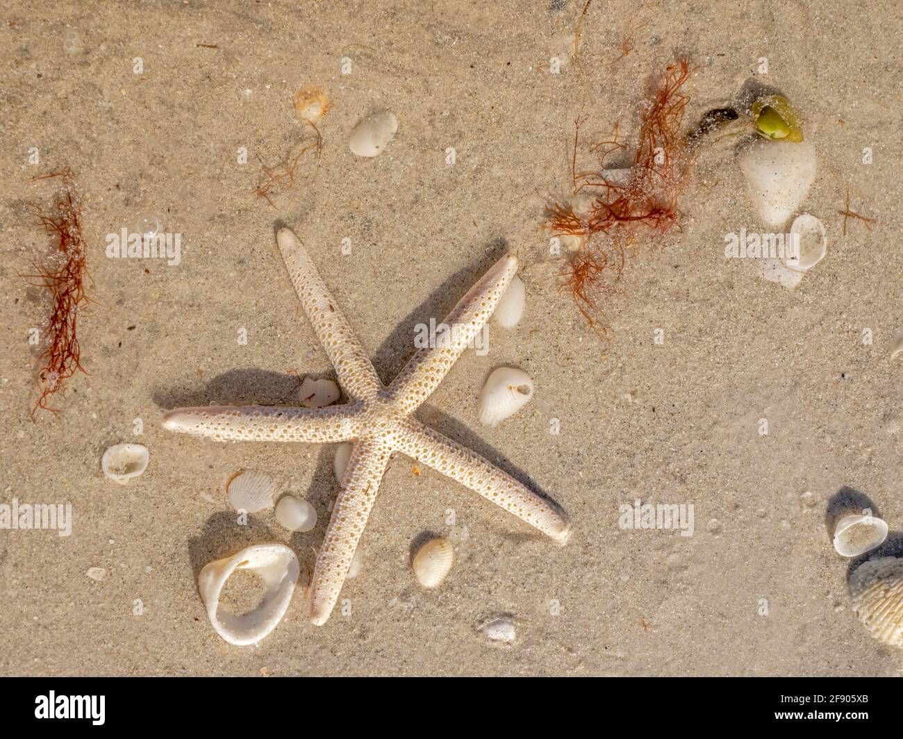 Nahaufnahme von Seesternen am Strand Stockfoto