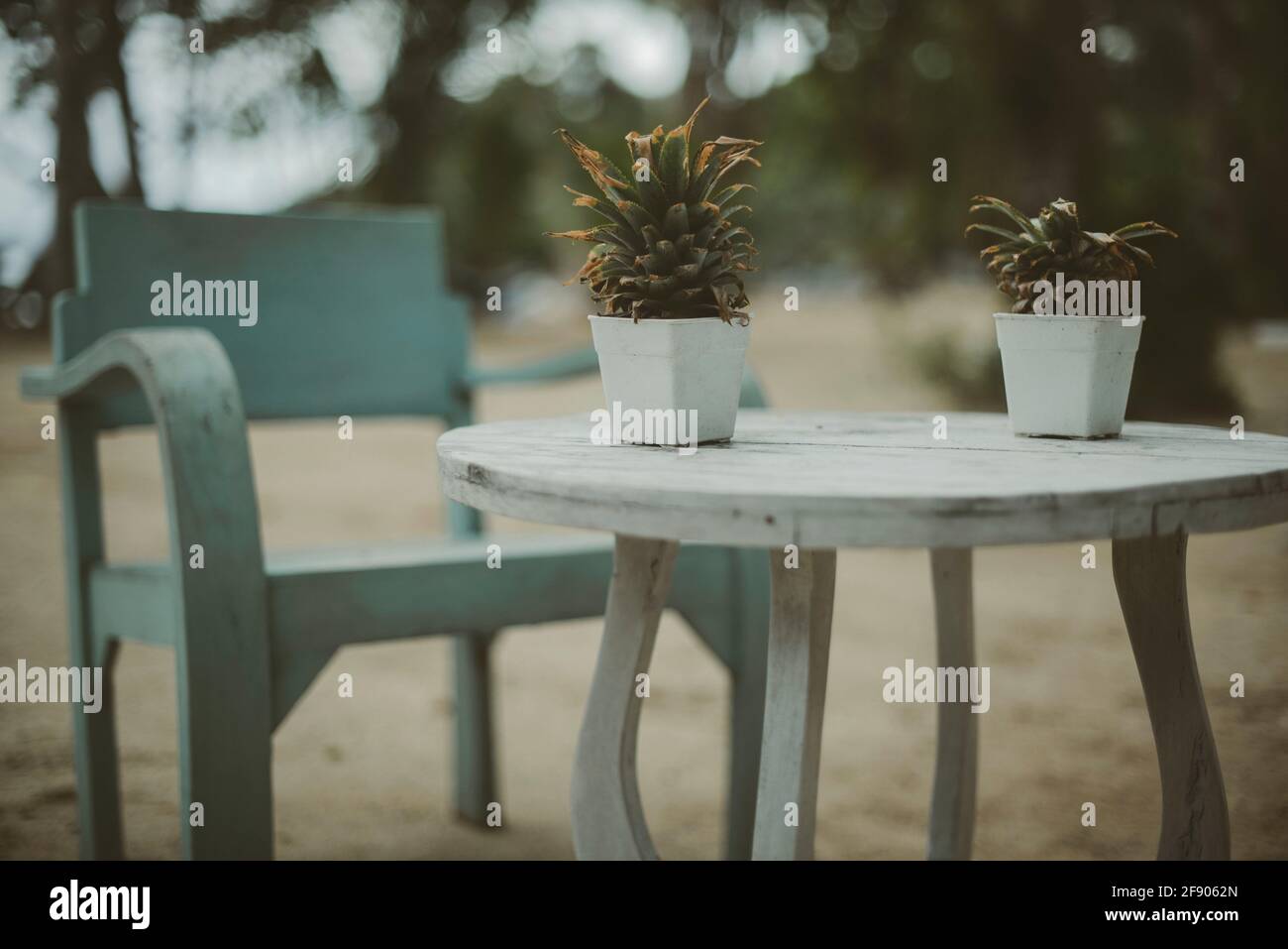Nahaufnahme von zwei Topfpflanzen auf einem Tisch am Strand, Koh Yao, Phang Nga, Thailand Stockfoto