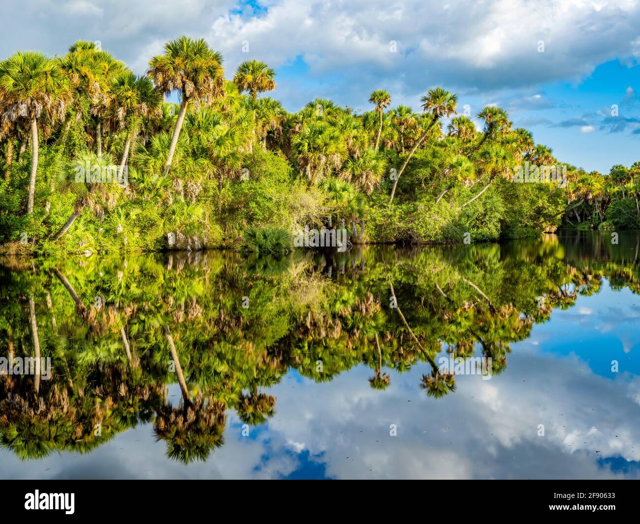Bäume und Wolken spiegeln sich in River, Myakka River, Venice, Florida, USA Stockfoto