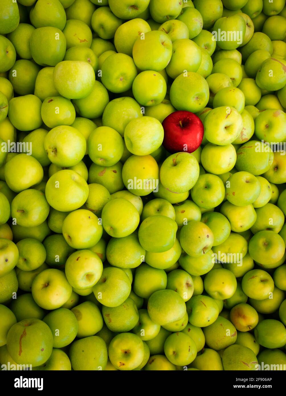 Ein roter Apfel unter einem Stapel grüner Äpfel Stockfoto