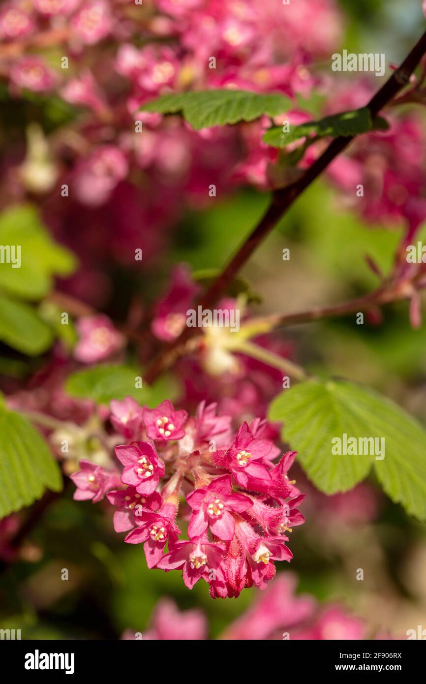 Ribes sanguineum, die blühende Johannisbeerpflanze, die an einem sonnigen Frühlingstag in einem londoner Garten blüht Stockfoto