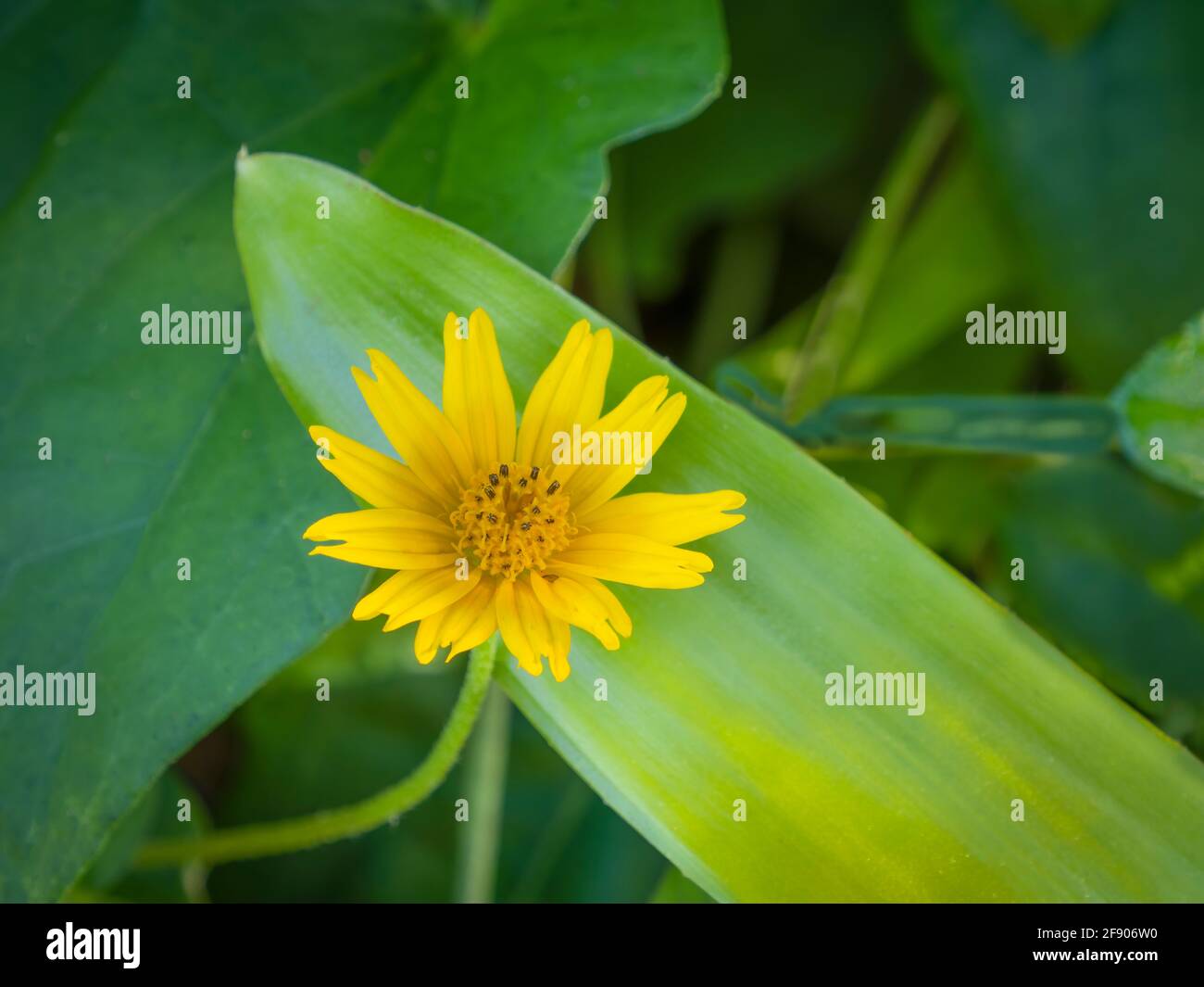 Nahaufnahme der gelben Wildblume Stockfoto
