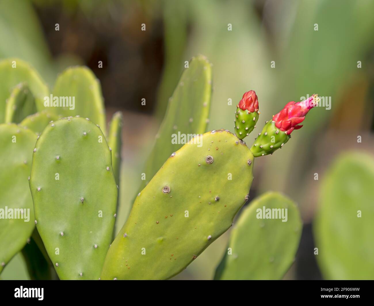 Nahaufnahme der roten Blütenknospe am Kaktus Stockfoto