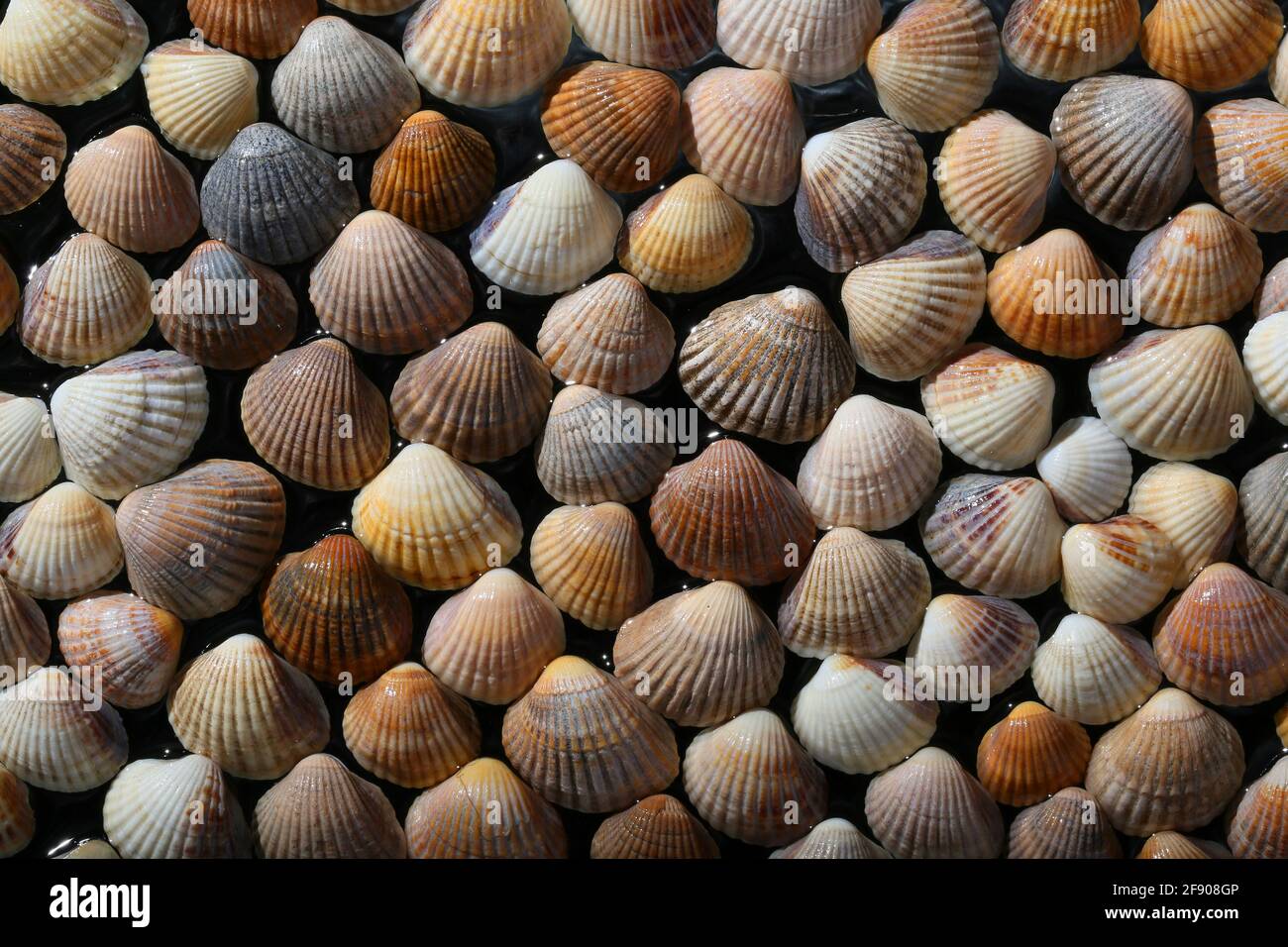 Muscheln als gelber Hintergrund angeordnet Stockfoto